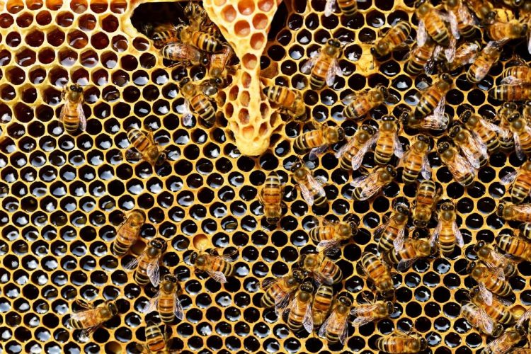 Het gebruik van Beewax of honing hoe dit ruikt