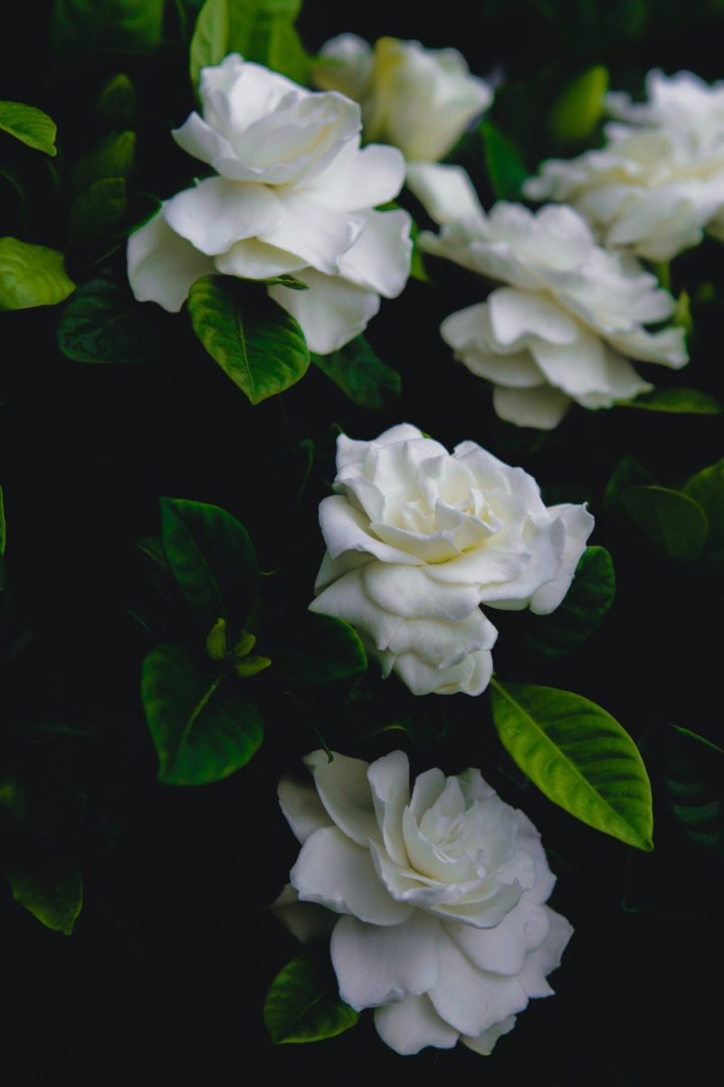 gardenia rihanna naakt parfum