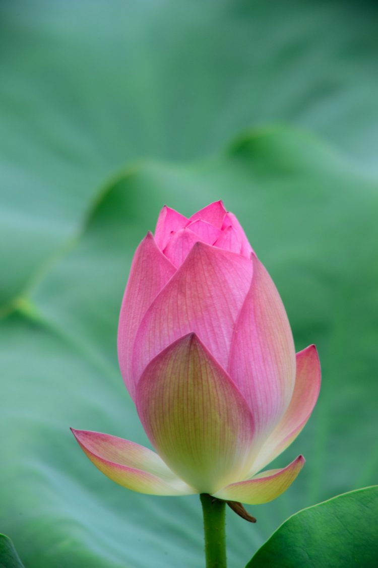 Lotus Ralph Lauren