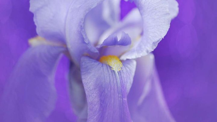 Prada Infusion d'Iris Parfum Review